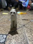 Branquinha 