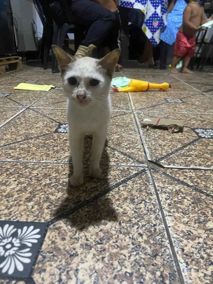 Gato raça SRD-ViraLata idade 2 a 6 meses nome Branquinha 