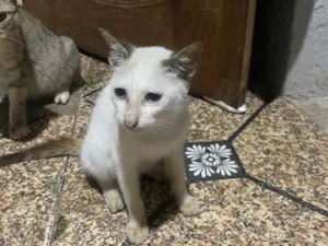 Gato raça SRD-ViraLata idade 2 a 6 meses nome Branquinha 