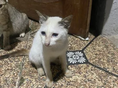 Gato raça SRD-ViraLata idade 2 a 6 meses nome Branquinha 