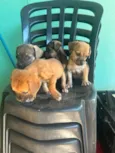 Pequeninos