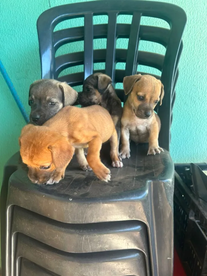 Cachorro raça SRD-ViraLata idade Abaixo de 2 meses nome Pequeninos
