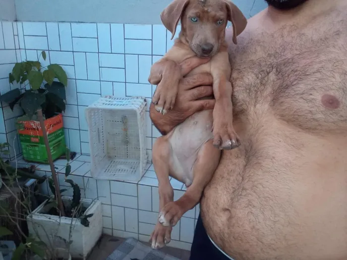 Cachorro raça SRD-ViraLata idade 2 a 6 meses nome Shakira