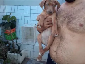 Cachorro raça SRD-ViraLata idade 2 a 6 meses nome Shakira
