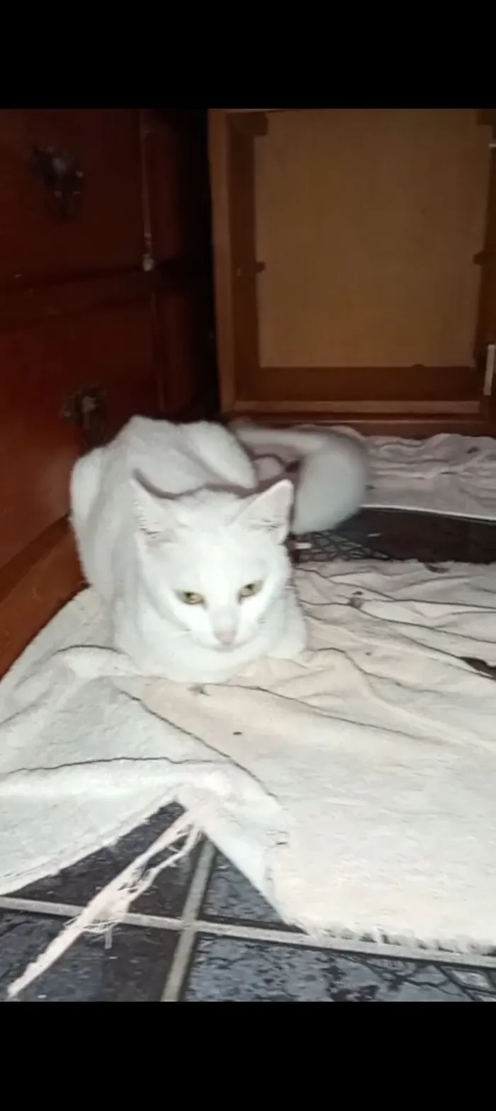 Gato raça SRD-ViraLata idade 1 ano nome não sei o nome 