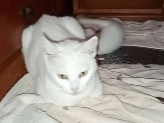 Gato raça SRD-ViraLata idade 1 ano nome não sei o nome 
