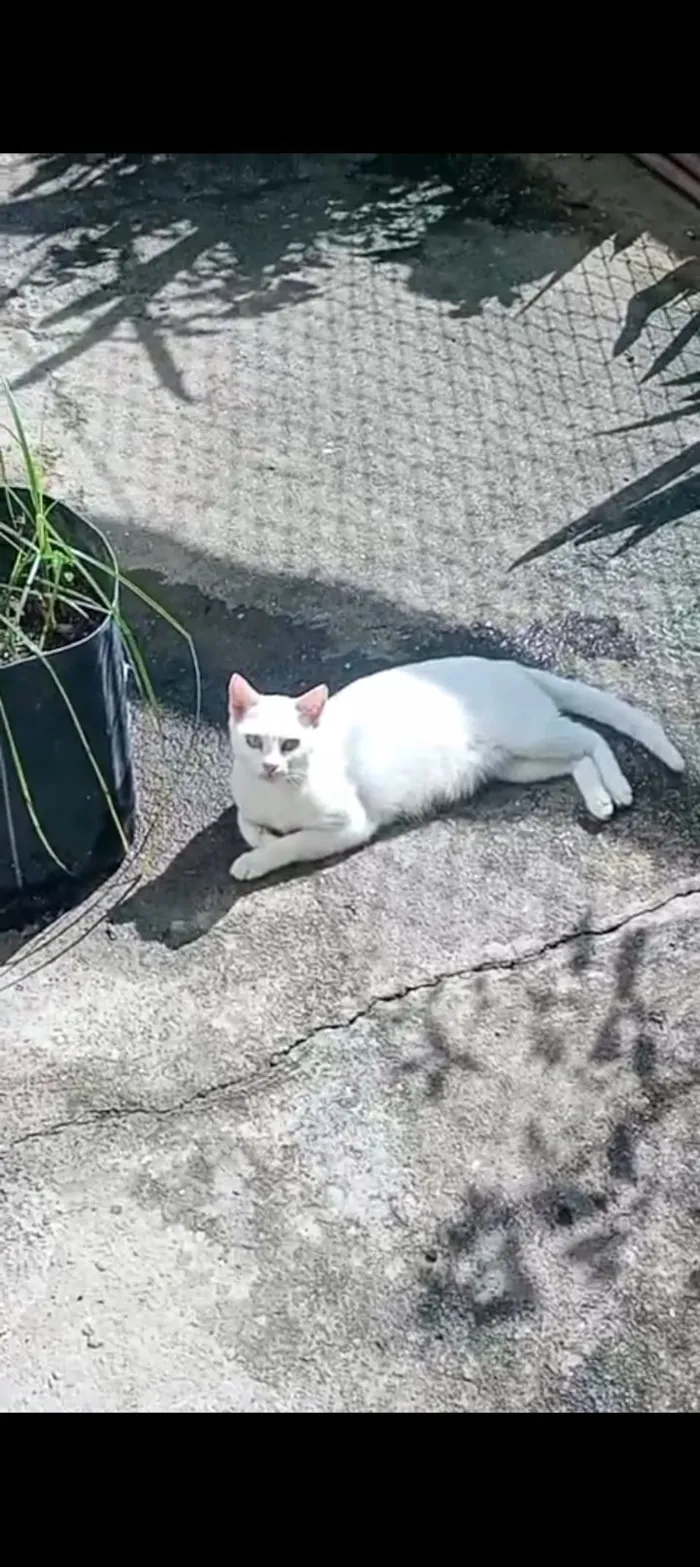 Gato raça SRD-ViraLata idade 1 ano nome não sei o nome 