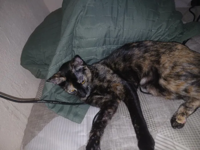 Gato raça SRD-ViraLata idade 7 a 11 meses nome Katrina 