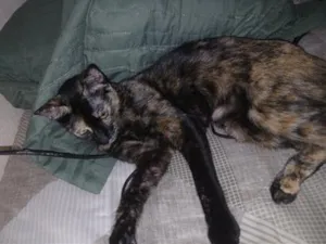 Gato raça SRD-ViraLata idade 7 a 11 meses nome Katrina 