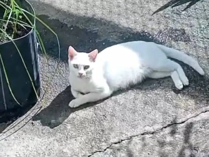Gato raça SRD-ViraLata idade 1 ano nome não sei o nome 