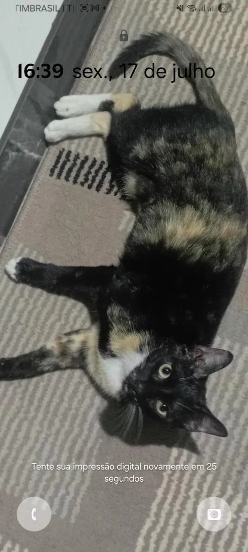Gato raça SRD-ViraLata idade 2 anos nome Videl