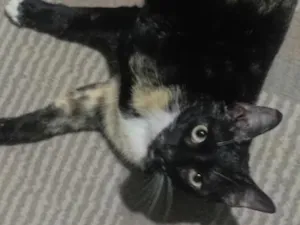 Gato raça SRD-ViraLata idade 2 anos nome Videl