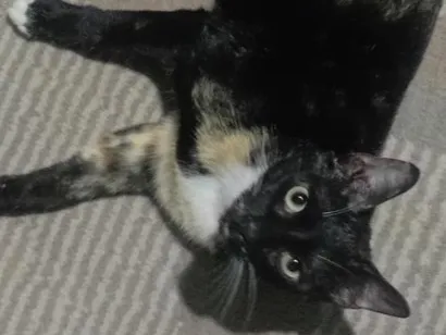 Gato raça SRD-ViraLata idade 2 anos nome Videl