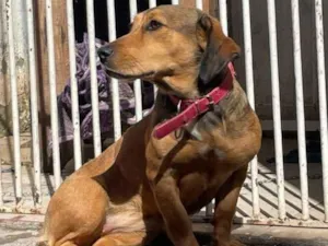 Cachorro raça SRD-ViraLata idade 1 ano nome Julie