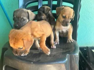 Cachorro raça SRD-ViraLata idade Abaixo de 2 meses nome Pequeninos
