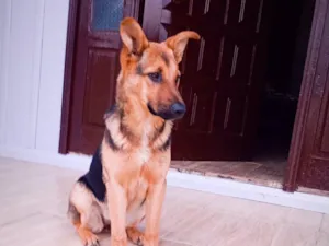 Cachorro raça Pastor Alemão idade 2 a 6 meses nome kira