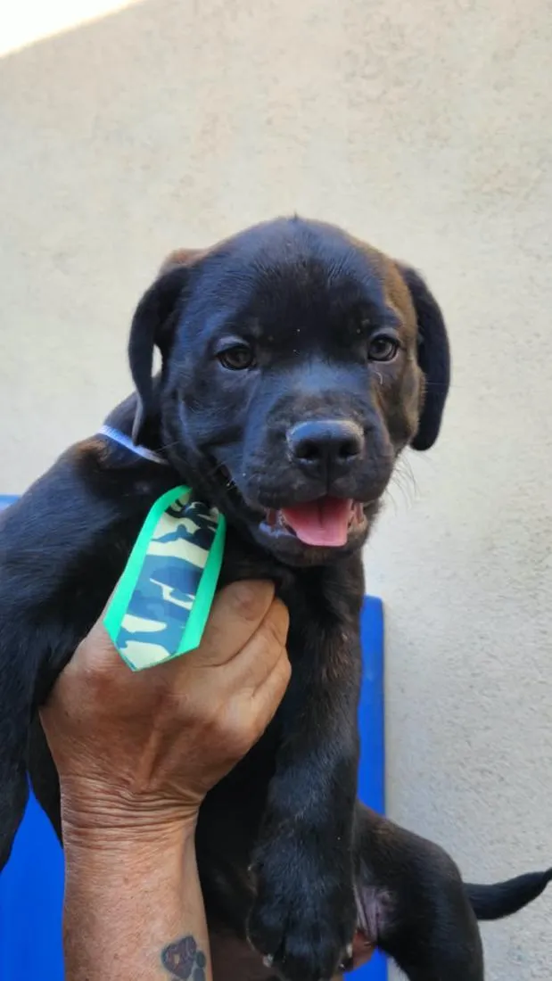 Cachorro raça SRD-ViraLata idade 2 a 6 meses nome Rocky