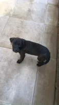 Rocky