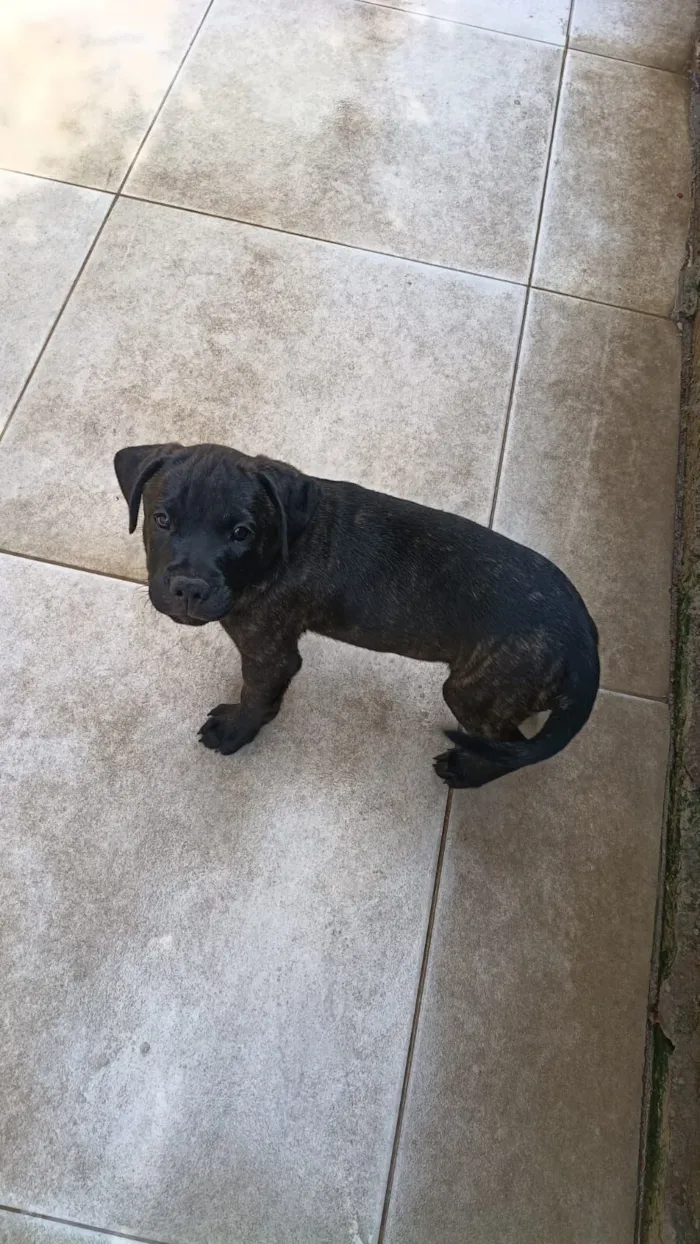 Cachorro raça SRD-ViraLata idade 2 a 6 meses nome Rocky