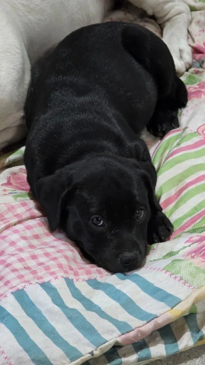 Cachorro raça SRD-ViraLata idade 2 a 6 meses nome Rocky