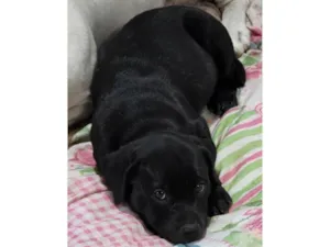 Cachorro raça SRD-ViraLata idade 2 a 6 meses nome Rocky