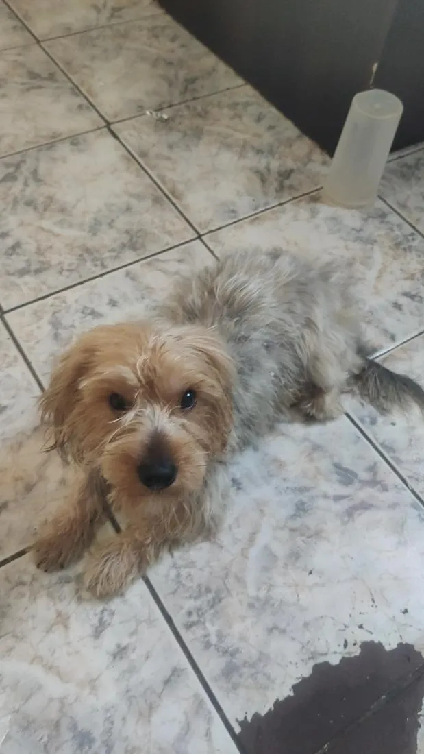 Cachorro raça Poodle idade 2 anos nome Bob