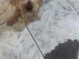 Bob