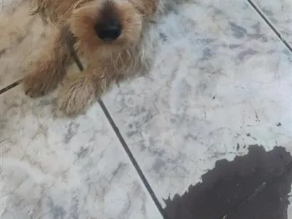 Cachorro raça Poodle idade 2 anos nome Bob