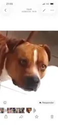 Rex