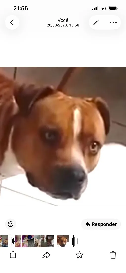 Cachorro raça SRD-ViraLata idade 1 ano nome Rex