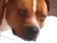 Rex