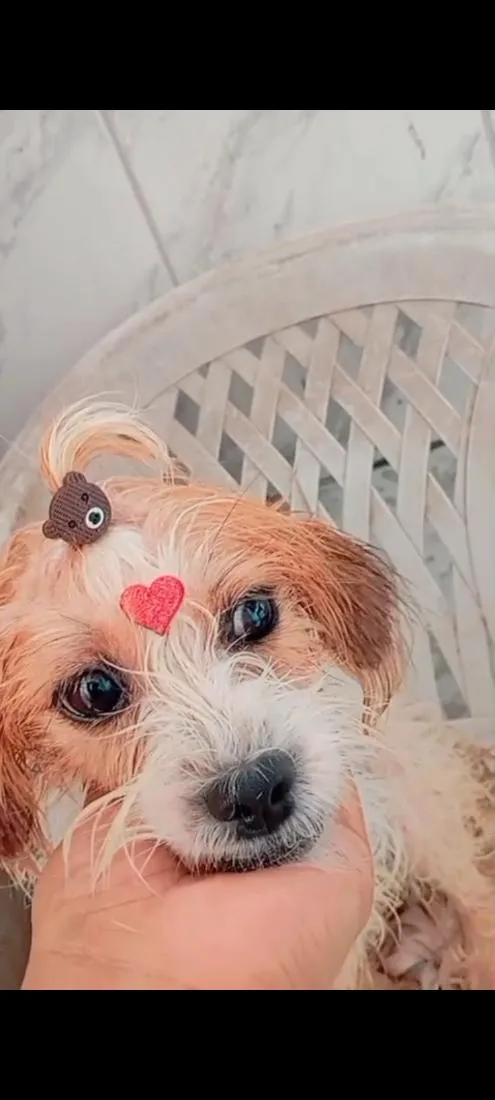 Cachorro raça Poodle idade 2 a 6 meses nome mya 