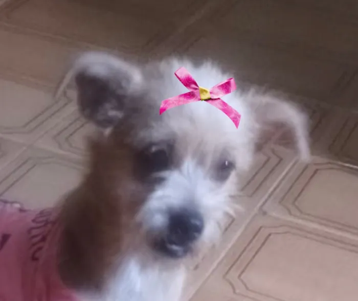 Cachorro raça SRD-ViraLata idade 1 ano nome Mel