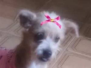 Cachorro raça SRD-ViraLata idade 1 ano nome Mel