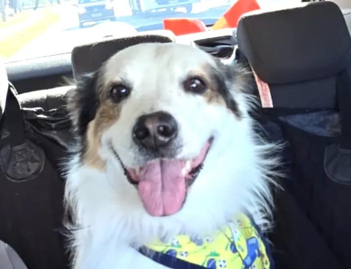 Cachorro raça SRD-ViraLata idade 1 ano nome Bob