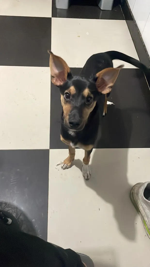 Cachorro raça SRD-ViraLata idade 2 a 6 meses nome Spike
