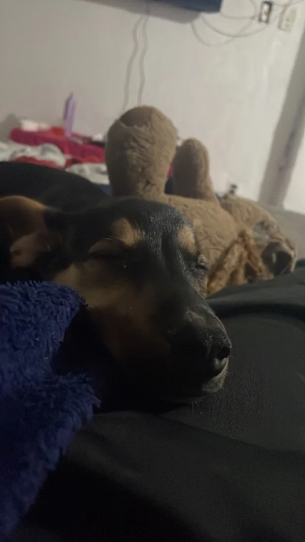 Cachorro raça SRD-ViraLata idade 2 a 6 meses nome Spike