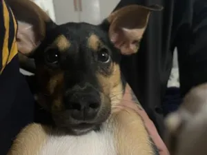 Cachorro raça SRD-ViraLata idade 2 a 6 meses nome Spike
