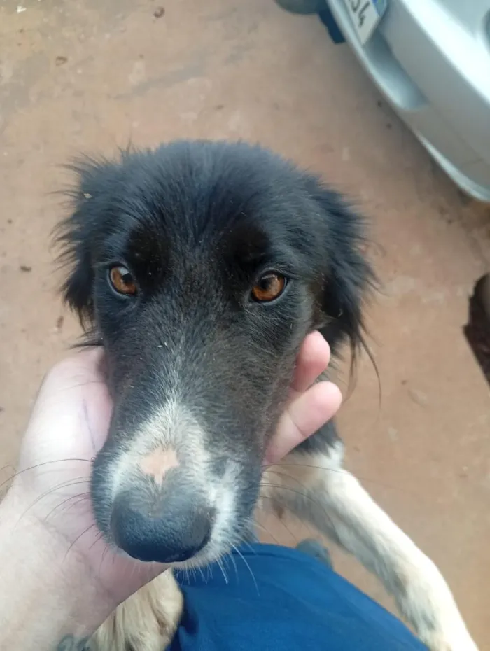 Cachorro raça SRD-ViraLata idade 1 ano nome chamamos de Nina
