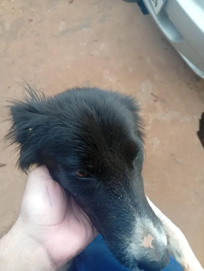 Cachorro raça SRD-ViraLata idade 1 ano nome chamamos de Nina