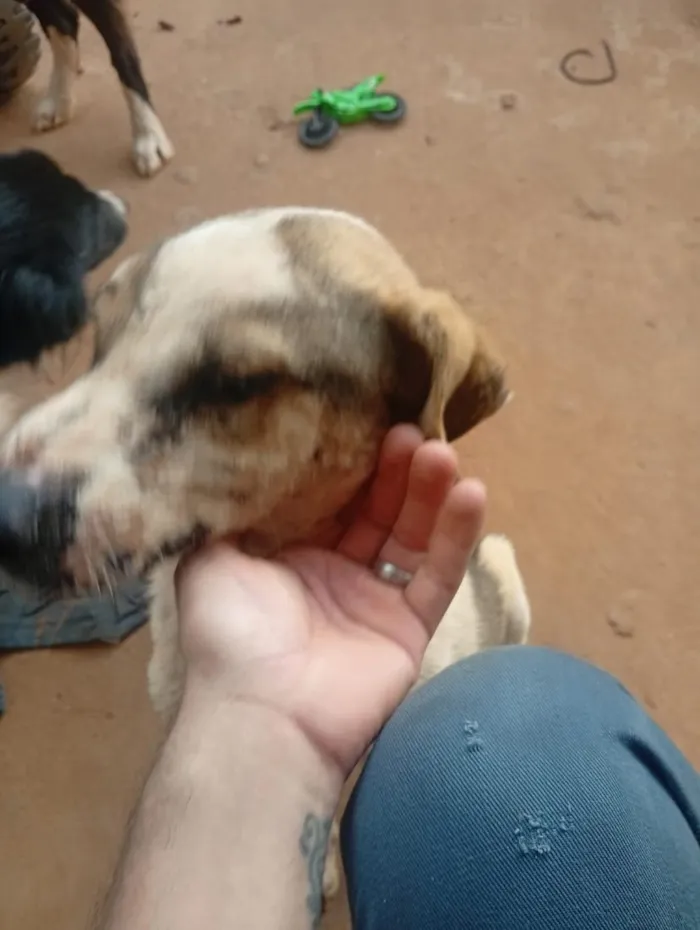 Cachorro raça Fila idade 2 a 6 meses nome Chamamos de Duck