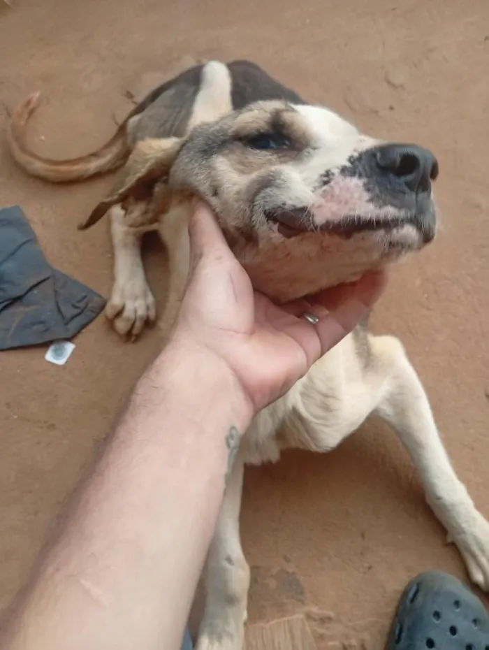Cachorro raça Fila idade 2 a 6 meses nome Chamamos de Duck