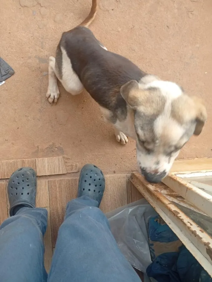 Cachorro raça Fila idade 2 a 6 meses nome Chamamos de Duck