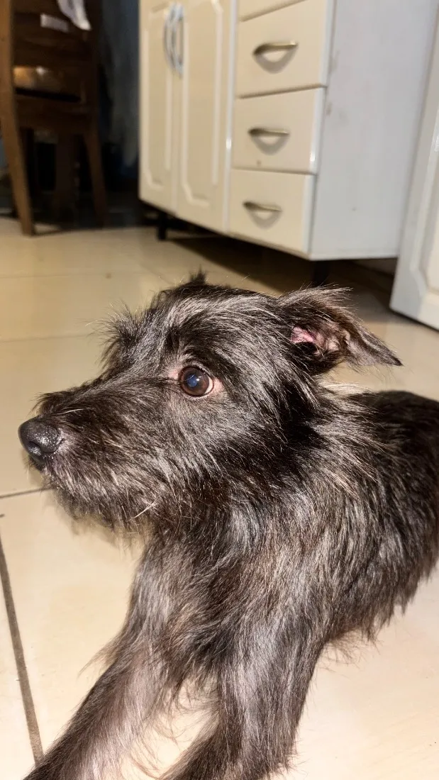 Cachorro raça SRD-ViraLata idade 1 ano nome Ainda não tem
