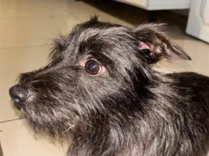 Cachorro raça SRD-ViraLata idade 1 ano nome Ainda não tem