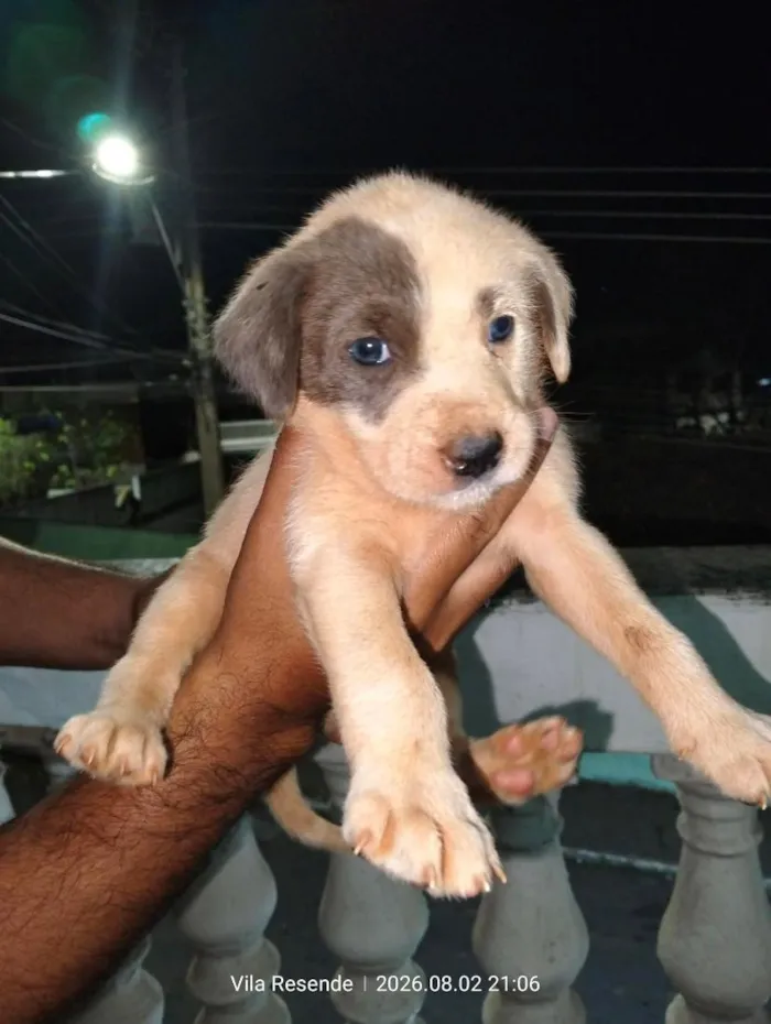 Cachorro raça SRD-ViraLata idade 2 a 6 meses nome mel/mia