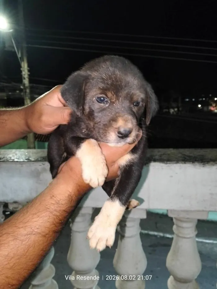 Cachorro raça SRD-ViraLata idade 2 a 6 meses nome mel/mia