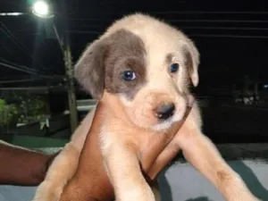 Cachorro raça SRD-ViraLata idade 2 a 6 meses nome mel/mia