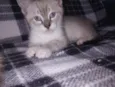 Simba 