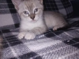 Gato raça SRD-ViraLata idade Abaixo de 2 meses nome Simba 